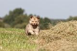 CHIEN FINNOIS DE LAPONIE 348